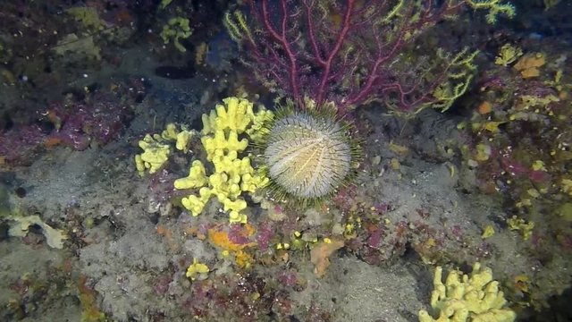 melon sea urchin - echinus melo in the deep mediterranean sea