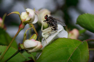 Housefly caught by white spider on the apple tree's flower.