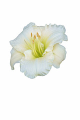 Fototapeta na wymiar Monica Marie daylily (Hemerocallis x Monica Marie). Image of flower isolated on white background
