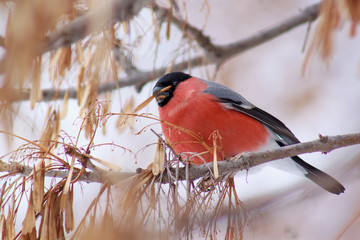 Cute bullfinch is eating the seeds of a tree. Spring morning.