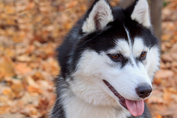 Young husky close up.
