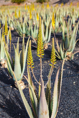 Aloe vera farm plantation
