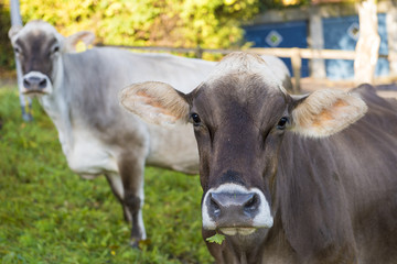 Obraz na płótnie Canvas Domestic cow in farm