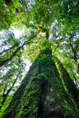 Fototapeta premium tree trunk with moss and orchid in rainforest under view at Doi intanon national park, Chiangmai, Thailand