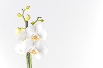 Fototapeta na wymiar White Phalaenopsis Orchid Plant