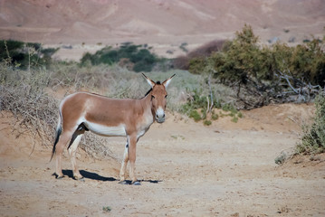 Onager (Equus hemionus) is a brown Asian wild donkey inhabits nature reserve park near Eilat, Israel