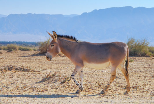 Somali wild donkey(Equus africanus). This species is extremely rare both in nature and in captivity. Nowadays it inhabits nature reserve near Eilat, Israel