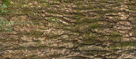 Relief texture of the brown bark of a tree with green moss and lichen on it. Long panoramic image of a tree bark texture.