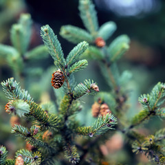 Close-up Fir branches with cones, winter. Christmas, Happy new year. Natural background, trendy green colors by Pantone