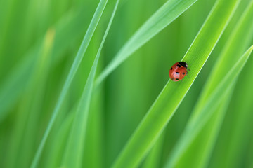 red ladybird on  green grass