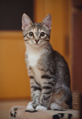 The young striped cat with brown eyes