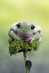 Obraz premium Tree frog, dumpy frog on flower