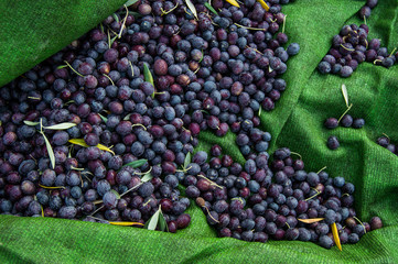 The olive harvest in Andalusia, Spain. A net full of freshly picked black olives.