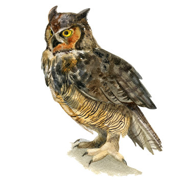 Watercolor illustration. An image of a sitting owl.