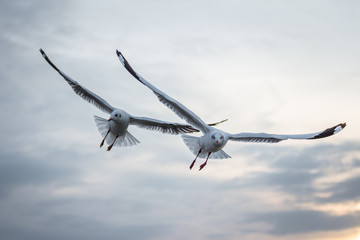 seagull flying in blue sky