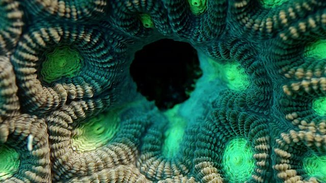 Close up of a Two Colored Star Coral (Favia speciosa), WAKATOBI, Indonesia, Nov 2017, slow motion