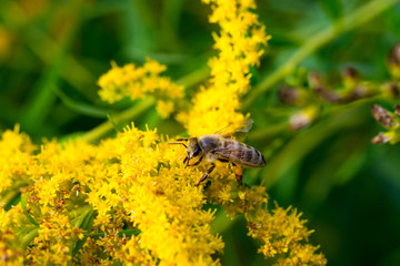 bee on flower