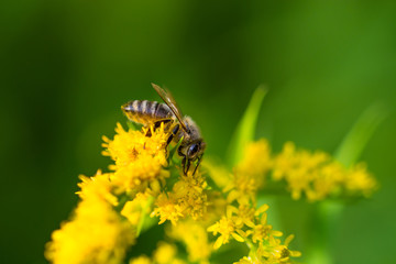 bee on flower