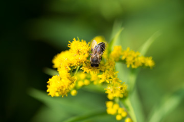 bee on flower