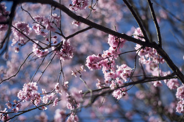 Cherry Blossom with blue sky
