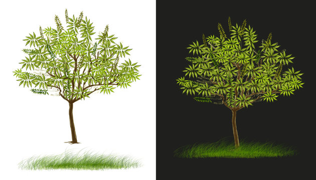 Two tree design isolate white and dark gray has clipping paths