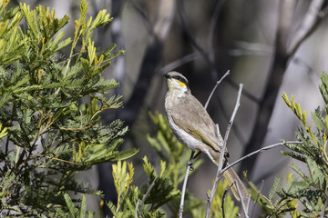 Singing Honeyeater (Lichenostomus virescens) race 