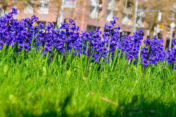 Spring in the City, with purple common hyacinth and green fresh grass creating a strong contrast