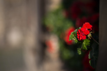 Red flower in old town in Europe at sunset with retro vintage style filter effect on blurred background