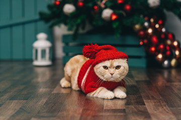 Cute ginger cat in red christmas sweater and knitted hat, christmas background. Christmas postcard.