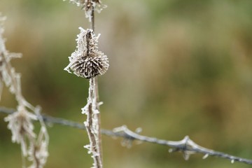 Pflanzen im Frost