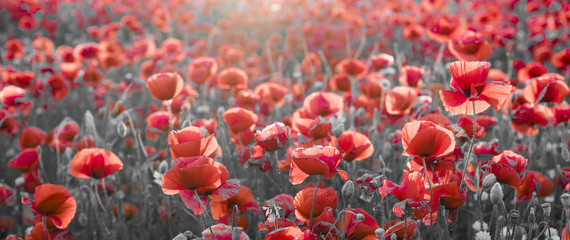 panorama with red poppies, selective color