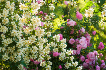 Obraz premium Bush of white jasmine and a pink roses. A garden arrangement of white and pink flowers. Jasmine flower growing on the bush in garden with sun rays.