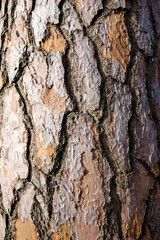 Tree Bark