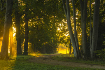 beautiful misty and sunny morning in the park