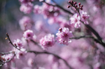 Fototapeta na wymiar Cherry Blossom with blue sky