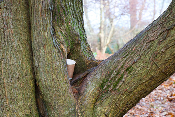 Litter in Tree Trunk