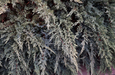 Kind of a decorative type of a juniper