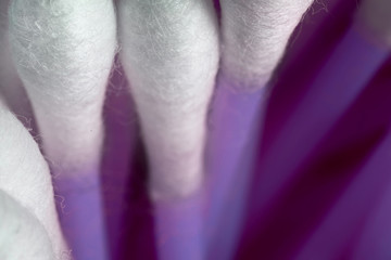Background of violet cotton buds macro, soft focus