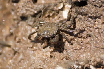 Petit crabe qui court