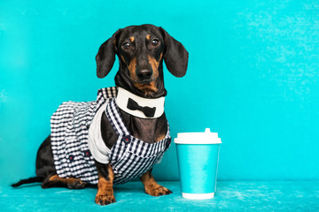 dachshund barista, giving coffee cup on a turquoise background