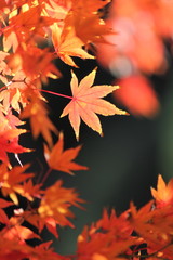 紅葉
