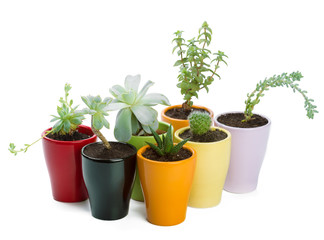 succulents plant in pot on white background