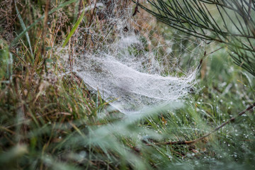 Spinnennetz im Morgentau