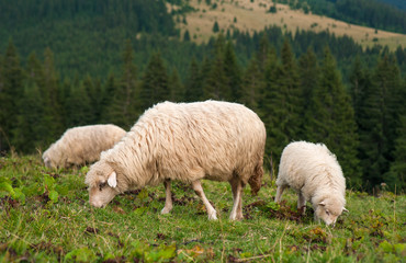 Sheep with a lamb grazing on a green pasture in the mountains.Young white sheep graze on the farm.