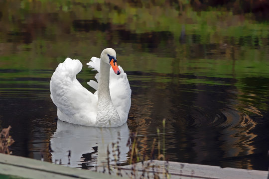 graceful white Swan swimming in the lake