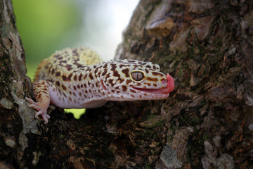 Leopad gecko looking prey