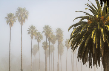Palm trees in the fog, Refugio State beach park California