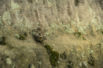 Passer domesticus bird