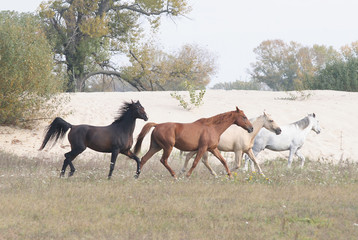 Obraz premium a herd of horses gallops