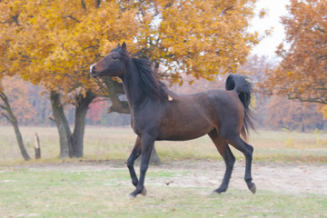 Thoroughbred Arabian horse
